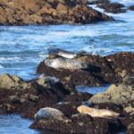 Cambria_0222 (November 04, 2012)